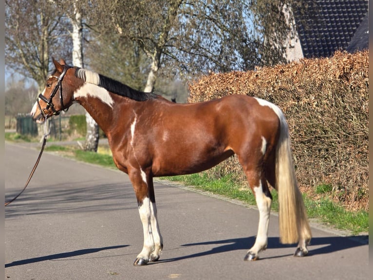 Cheval de selle allemand Jument 9 Ans 165 cm Pinto in Someren