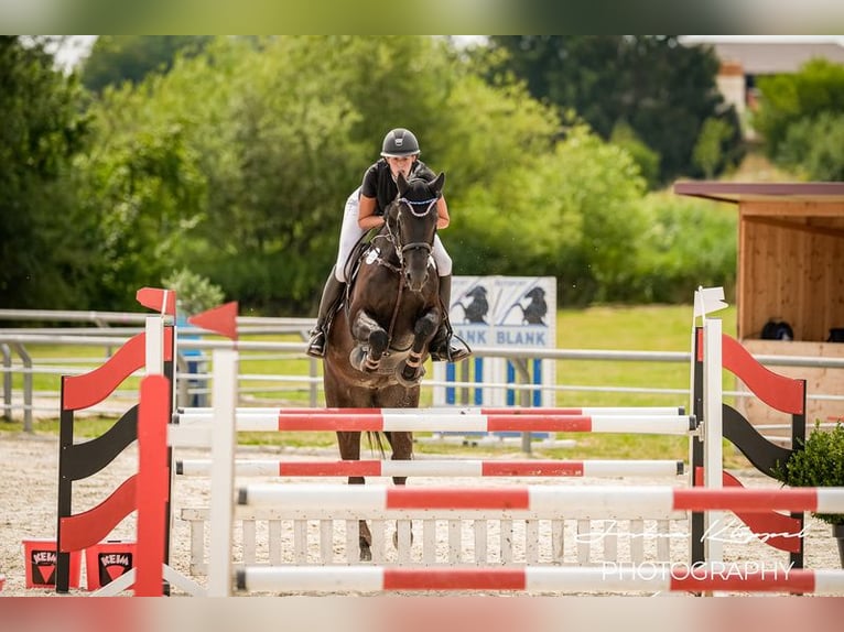 Cheval de selle allemand Jument 9 Ans 167 cm Noir in Ellwangen (Jagst)