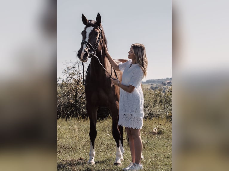 Cheval de selle allemand Jument 9 Ans 168 cm Bai in Pirmasens