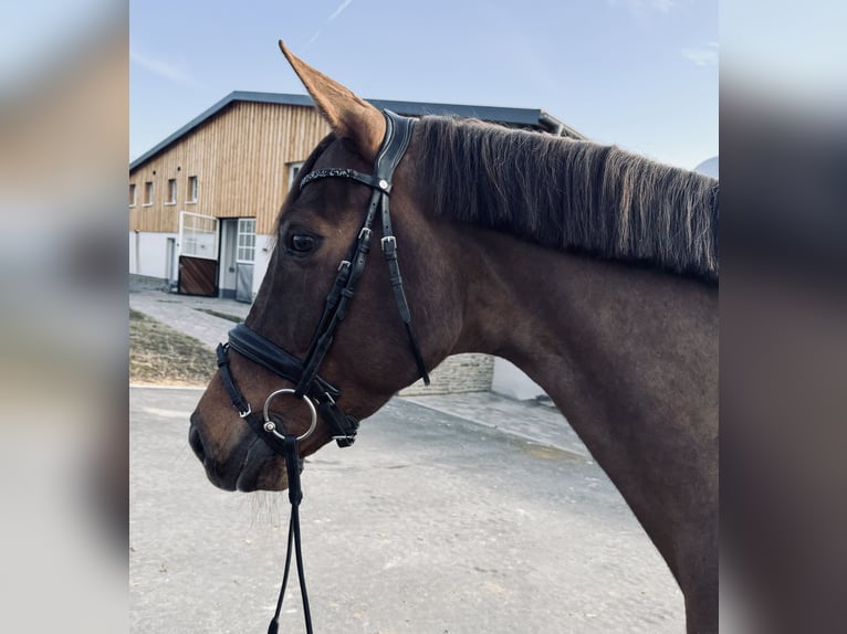 Cheval de selle allemand Jument 9 Ans 173 cm Alezan brûlé in Menden