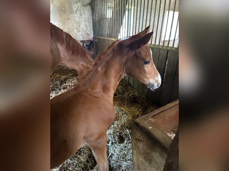 Cheval de selle allemand Jument 9 Ans 175 cm Alezan in Westerkappeln