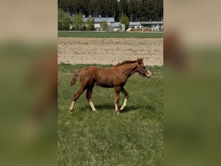 Cheval de selle allemand Jument Poulain (03/2026) 168 cm Alezan in Sallingberg
