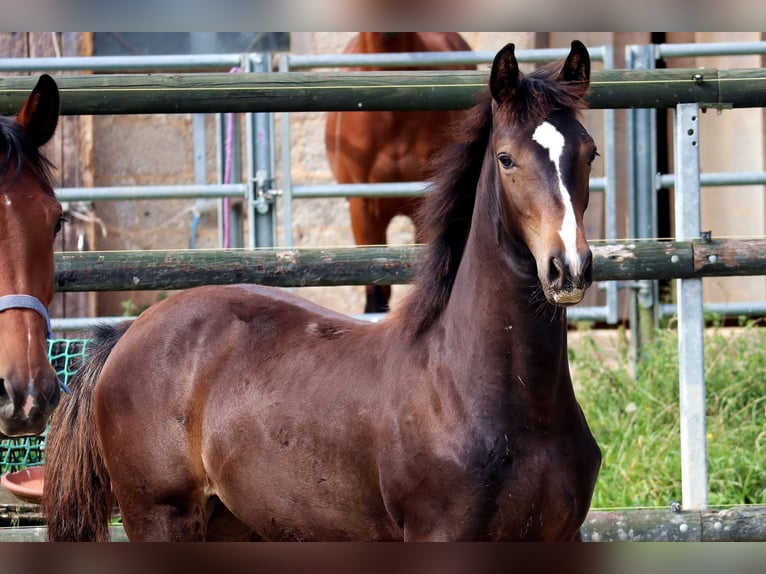 Cheval de selle allemand Jument Poulain (02/2024) 168 cm Bai brun in Mechernich