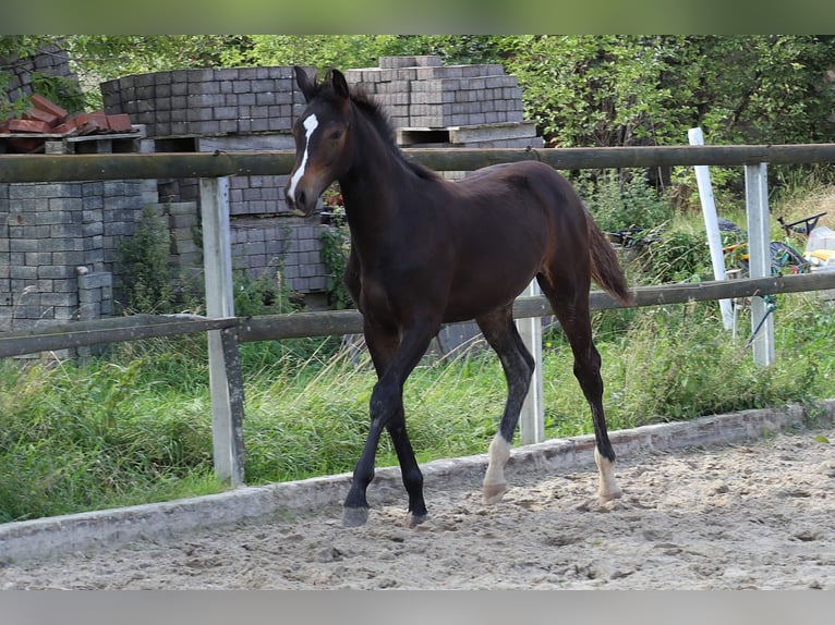 Cheval de selle allemand Jument Poulain (02/2024) 168 cm Bai brun in Mechernich