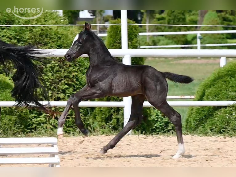 Cheval de selle allemand Jument Poulain (05/2026) 168 cm Noir in Wysin