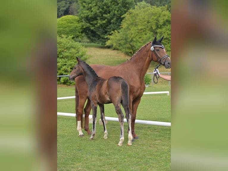 Cheval de selle allemand Jument Poulain (04/2025) Bai brun foncé in Bad Wurzach