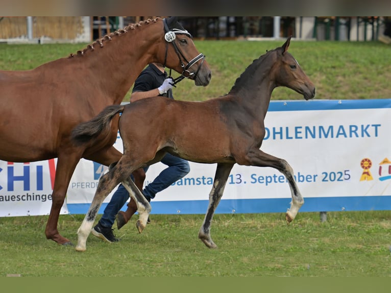 Cheval de selle allemand Jument Poulain (04/2025) Bai brun foncé in Bad Wurzach