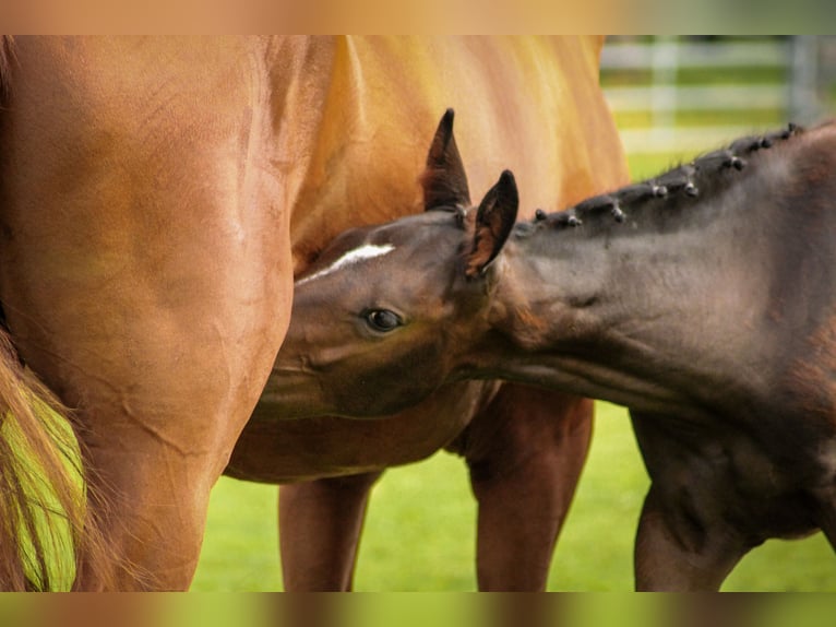 Cheval de selle allemand Jument Poulain (04/2025) Bai brun foncé in Bad Wurzach