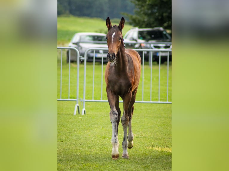 Cheval de selle allemand Jument Poulain (04/2025) Bai brun foncé in Bad Wurzach