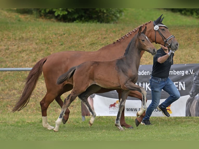 Cheval de selle allemand Jument Poulain (04/2025) Bai brun foncé in Bad Wurzach
