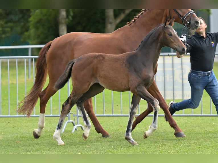 Cheval de selle allemand Jument Poulain (04/2025) Bai brun foncé in Bad Wurzach