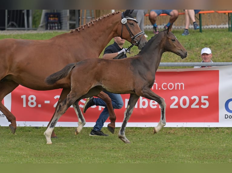 Cheval de selle allemand Jument Poulain (04/2025) Bai brun foncé in Bad Wurzach