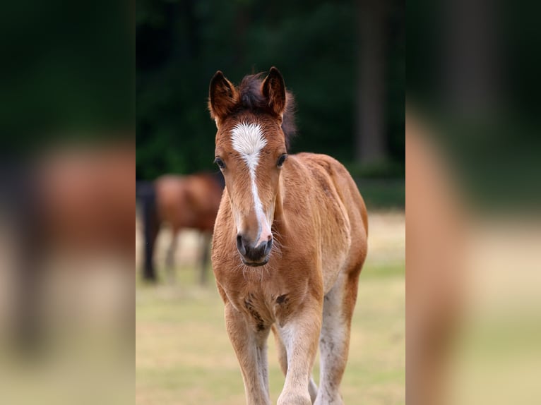 Cheval de selle allemand Jument Poulain (05/2026) Bai in Wettringen