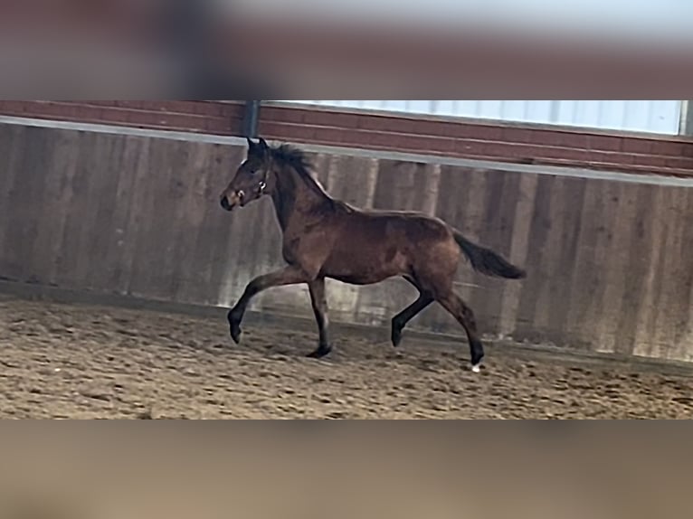 Cheval de selle allemand Jument Poulain (04/2025) Bai in Recke