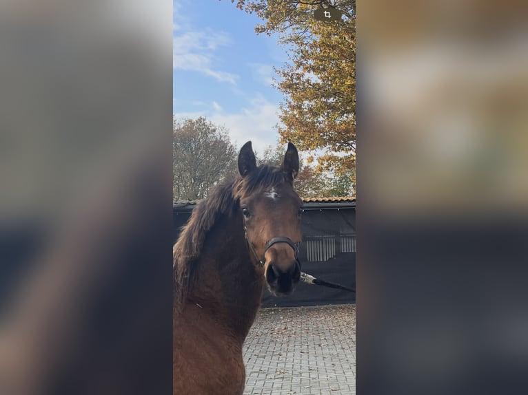 Cheval de selle allemand Jument Poulain (04/2025) Bai in Recke