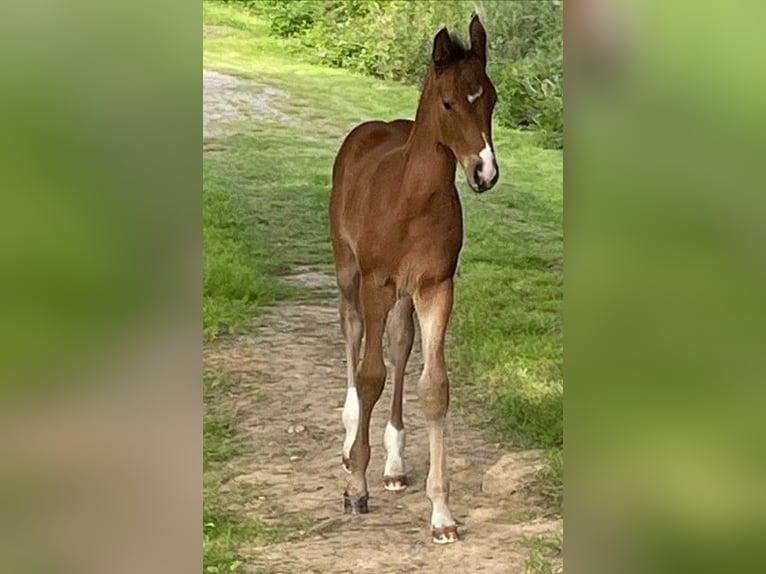 Cheval de selle allemand Jument Poulain (01/2024) Bai in Niederneisen