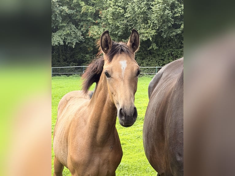 Cheval de selle allemand Jument Poulain (04/2026)  in Recklinghausen
