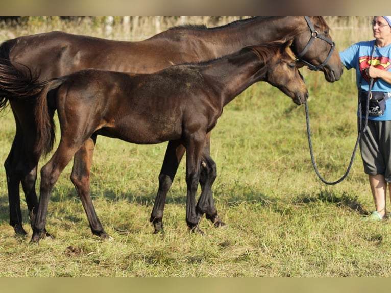 Cheval de selle russe Étalon 1 Année Bai in &#1041;&#1086;&#1083;&#1100;&#1096;&#1086;&#1077; &#1057;&#1077;&#1083;&#1086;