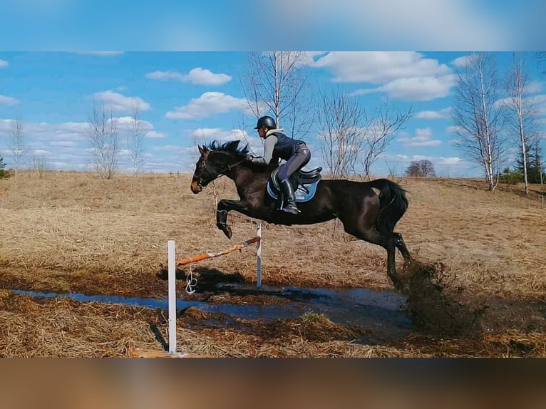 Cheval de selle russe Étalon 1 Année Bai in &#1041;&#1086;&#1083;&#1100;&#1096;&#1086;&#1077; &#1057;&#1077;&#1083;&#1086;