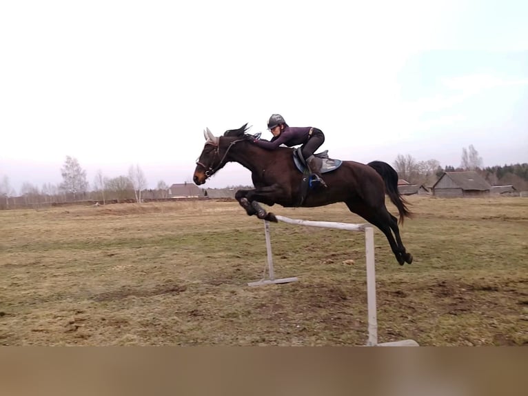 Cheval de selle russe Étalon 1 Année Bai in &#1041;&#1086;&#1083;&#1100;&#1096;&#1086;&#1077; &#1057;&#1077;&#1083;&#1086;