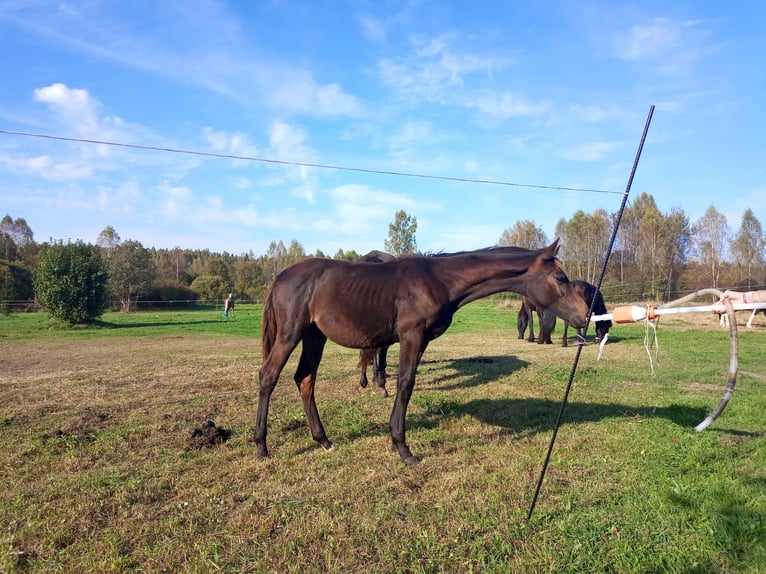 Cheval de selle russe Étalon 1 Année Bai in &#1041;&#1086;&#1083;&#1100;&#1096;&#1086;&#1077; &#1057;&#1077;&#1083;&#1086;