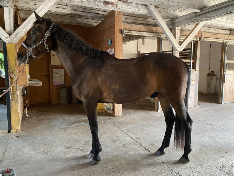 Cheval de selle russe Croisé Hongre 24 Ans 168 cm Bai brun in Aurach