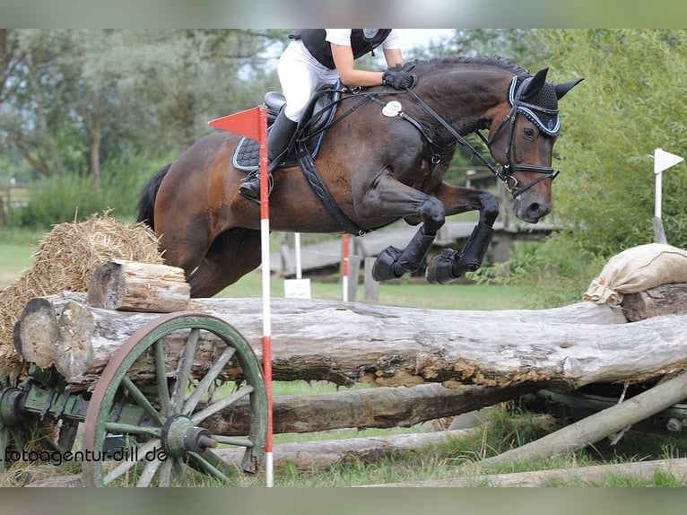 Cheval de selle russe Croisé Hongre 24 Ans 168 cm Bai brun in Aurach