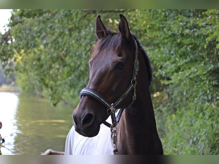 Cheval de selle russe Croisé Hongre 24 Ans 168 cm Bai brun in Aurach