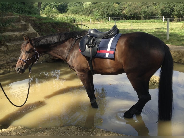 Cheval de selle russe Croisé Hongre 24 Ans 168 cm Bai brun in Aurach