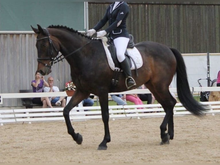 Cheval de selle russe Croisé Hongre 24 Ans 168 cm Bai brun in Aurach