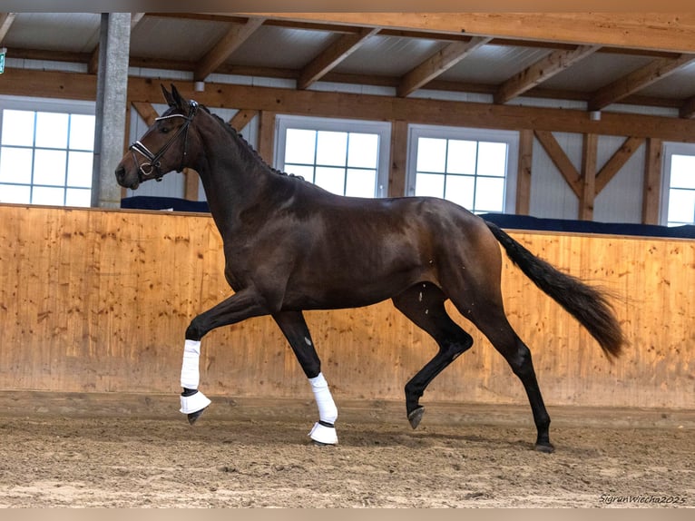 Cheval de selle russe Jument 2 Ans 171 cm Bai in Postfeld