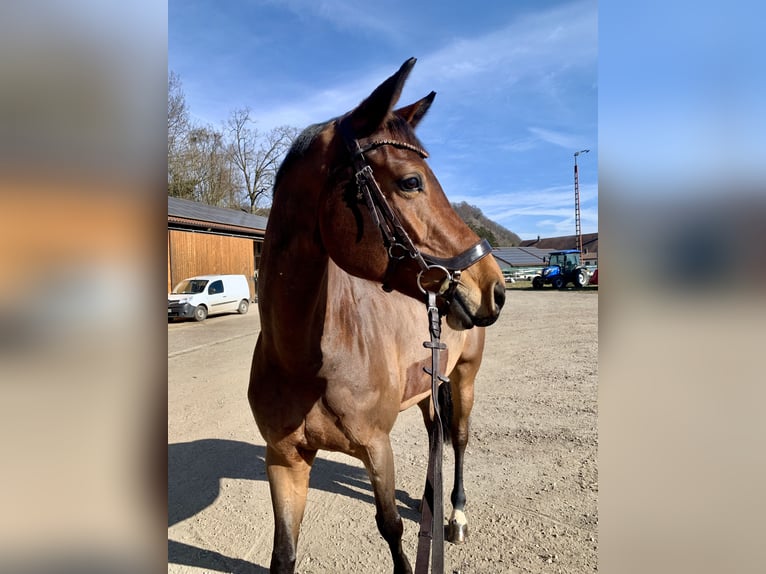 Cheval de selle russe Jument 7 Ans 168 cm Bai in StammhamMarktl