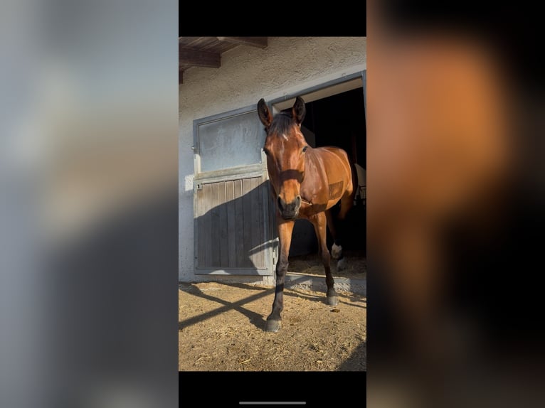 Cheval de selle russe Jument 7 Ans 168 cm Bai in StammhamMarktl