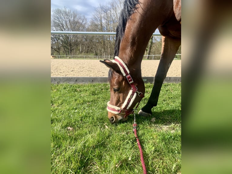 Cheval de selle russe Jument 7 Ans 168 cm Bai in StammhamMarktl
