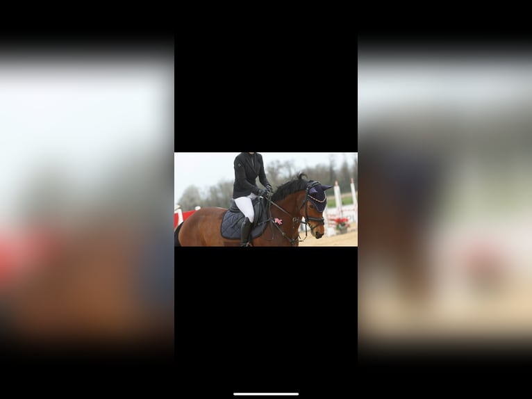Cheval de selle russe Jument 7 Ans 168 cm Bai in StammhamMarktl