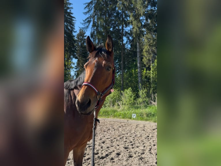 Cheval de selle russe Jument 7 Ans 168 cm Bai in StammhamMarktl