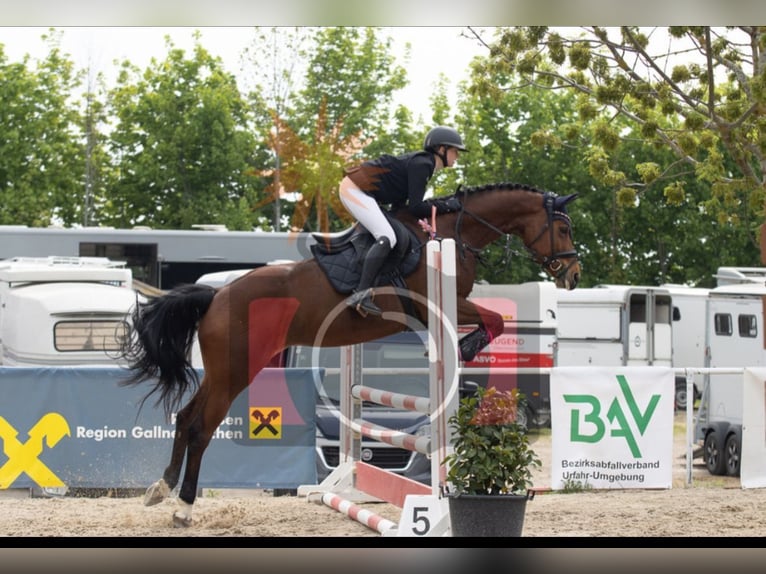 Cheval de selle russe Jument 7 Ans 168 cm Bai in StammhamMarktl