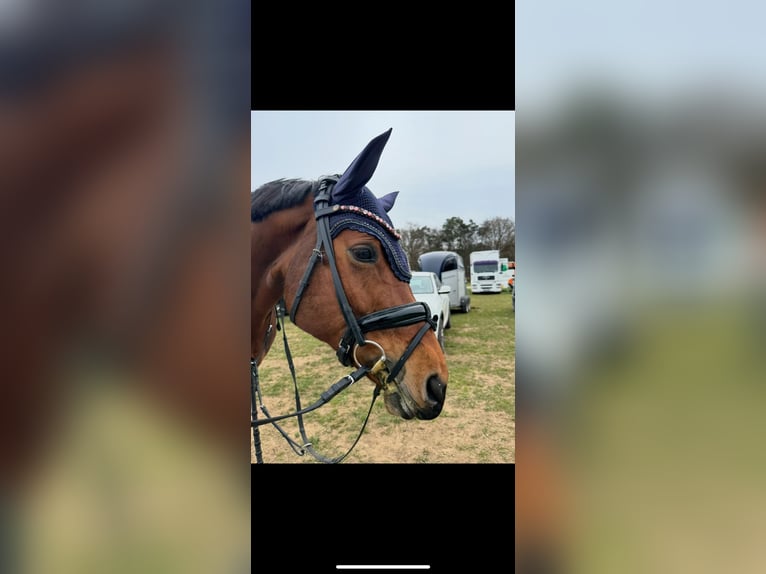 Cheval de selle russe Jument 7 Ans 168 cm Bai in StammhamMarktl