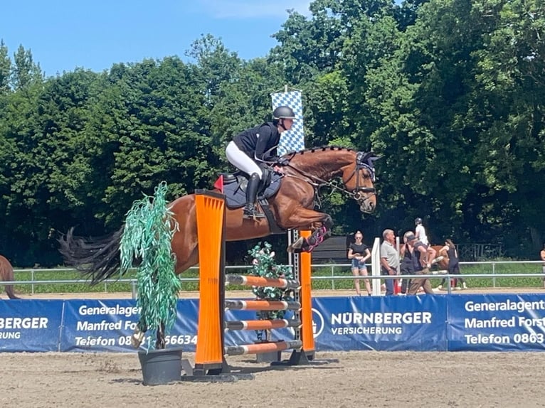 Cheval de selle russe Jument 7 Ans 168 cm Bai in StammhamMarktl
