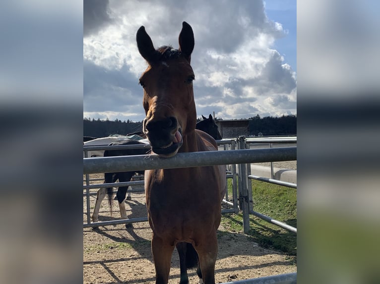 Cheval de selle russe Jument 7 Ans 168 cm Bai in StammhamMarktl