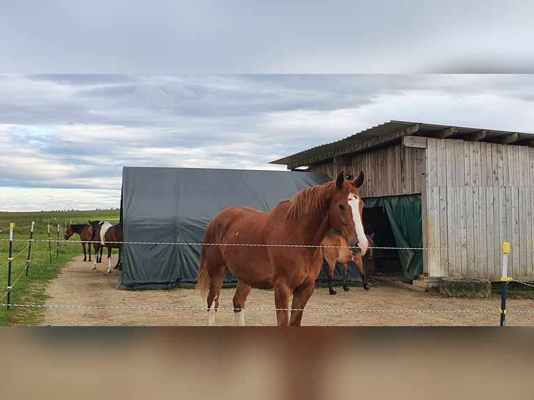 Cheval de sport allemand Étalon 10 Ans 180 cm Alezan in Fluorn-Winzeln