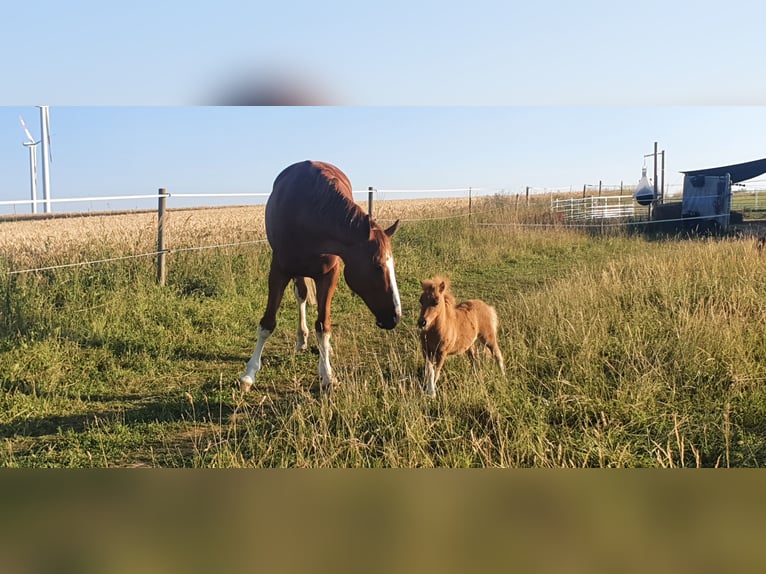 Cheval de sport allemand Étalon 10 Ans 180 cm Alezan in Fluorn-Winzeln