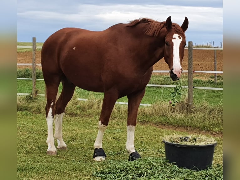 Cheval de sport allemand Étalon 10 Ans 180 cm Alezan in Fluorn-Winzeln