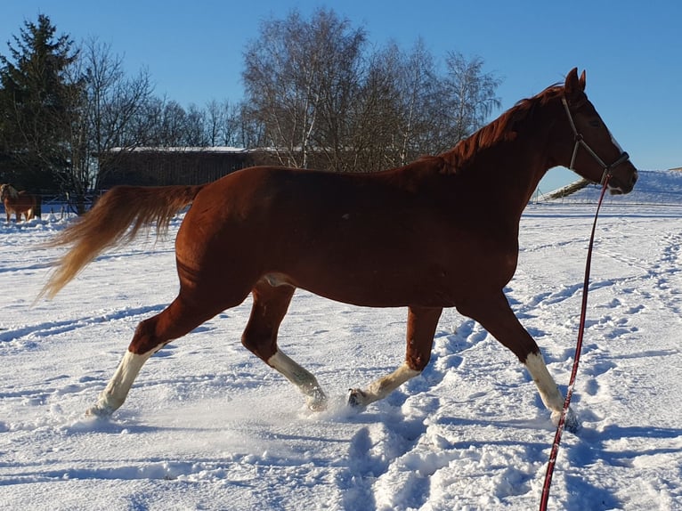 Cheval de sport allemand Étalon 10 Ans 180 cm Alezan in Fluorn-Winzeln