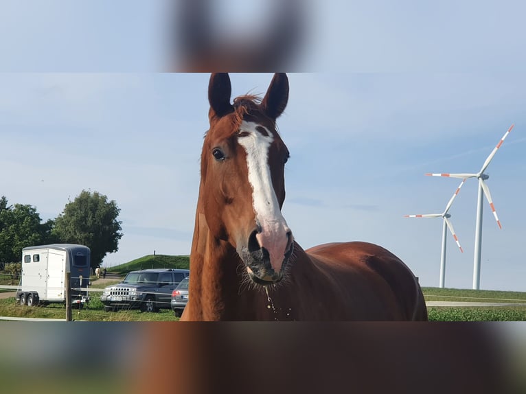 Cheval de sport allemand Étalon 10 Ans 180 cm Alezan in Fluorn-Winzeln