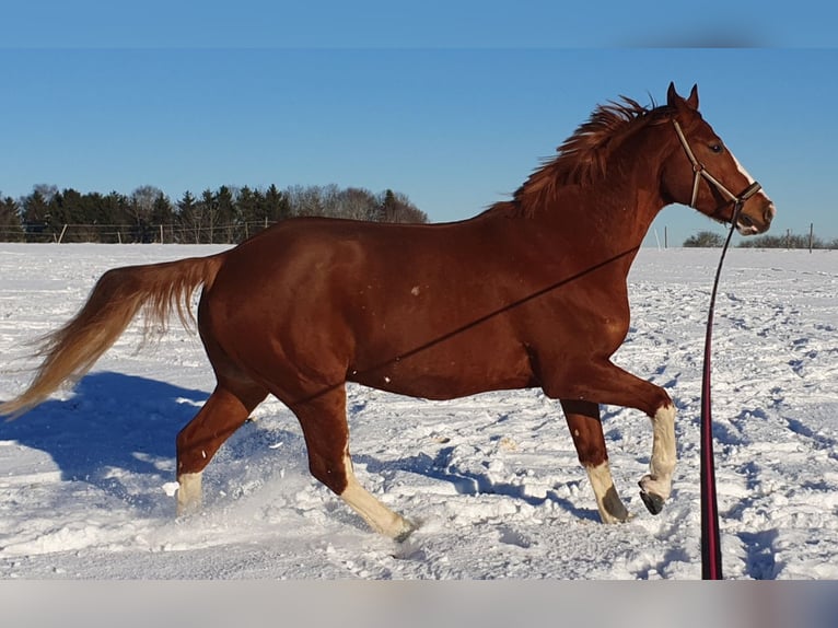 Cheval de sport allemand Étalon 10 Ans 180 cm Alezan in Fluorn-Winzeln