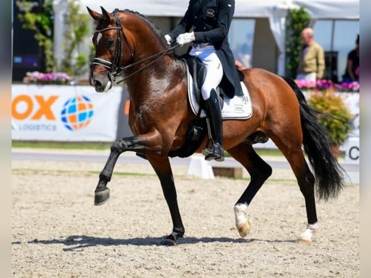 Cheval de sport allemand Étalon 11 Ans 173 cm Bai in Vechta