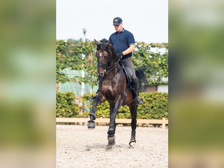 Cheval de sport allemand Étalon 12 Ans 168 cm Bai brun in Goch