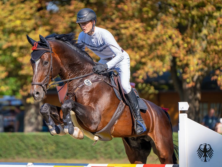 Cheval de sport allemand Étalon 14 Ans 180 cm Bai brun in Zibberick