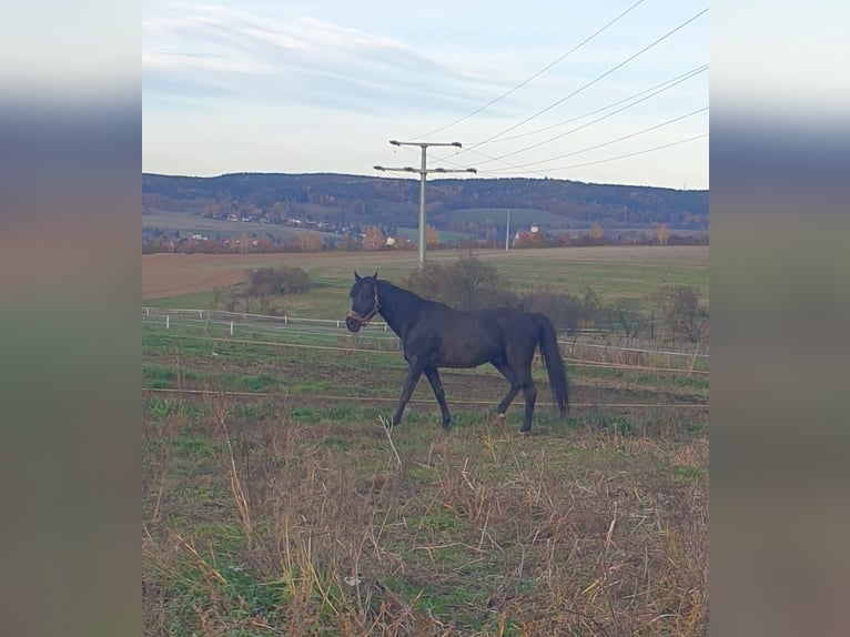 Cheval de sport allemand Étalon 15 Ans 165 cm Noir in Neustadt an der Orla